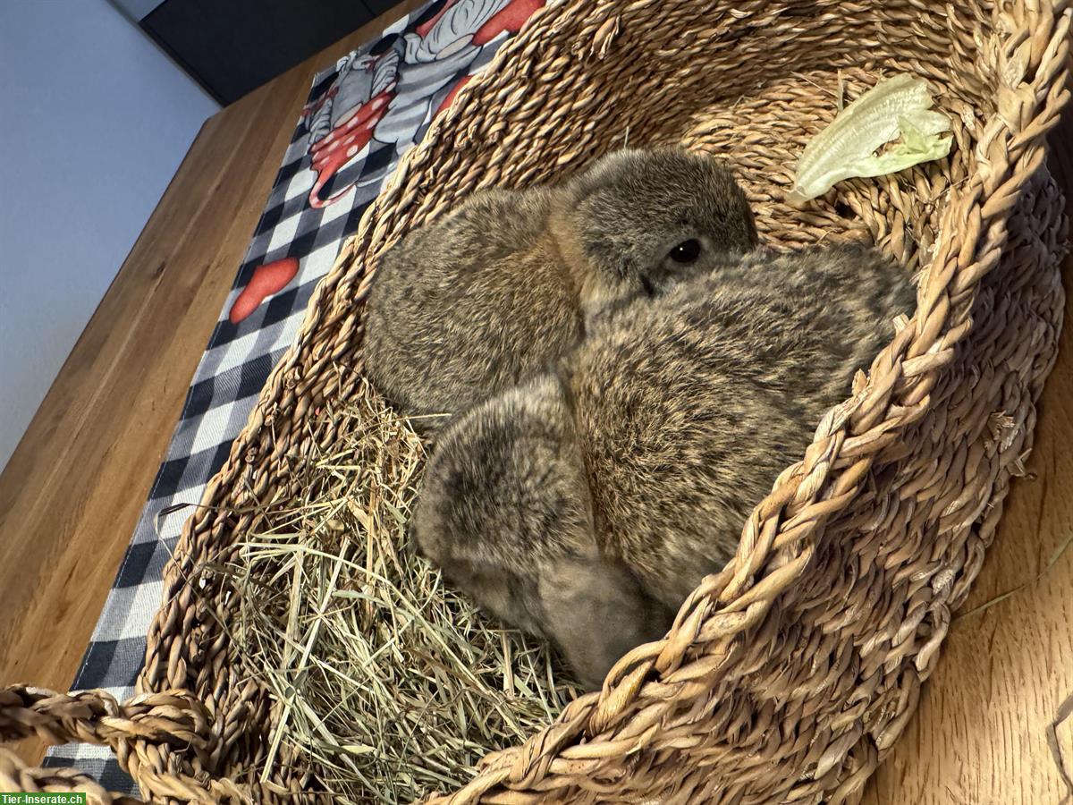 Bild 6: Zwergwidder Minilop Babys, braun und schwarz