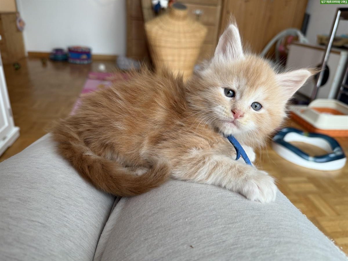 Maine Coon Kitten (Kater) red silver tabby