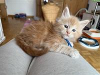 Maine Coon Kitten (Kater) red silver tabby