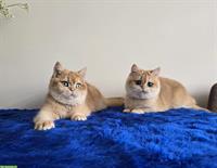 Reinrassige BKH Kätzchen suchen neues Zuhause