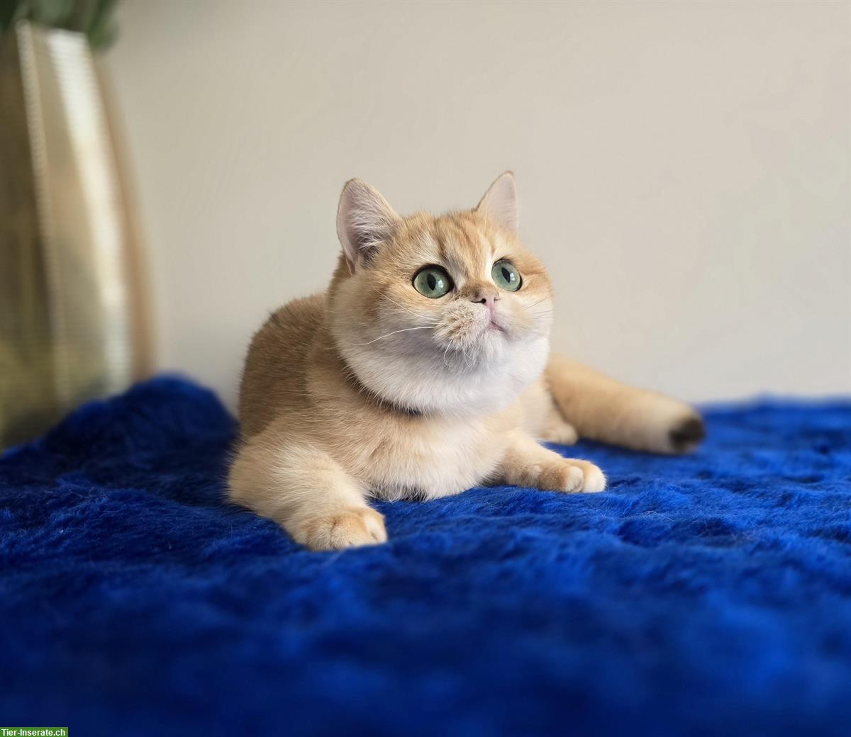 Bild 2: Reinrassige BKH Kätzchen suchen neues Zuhause