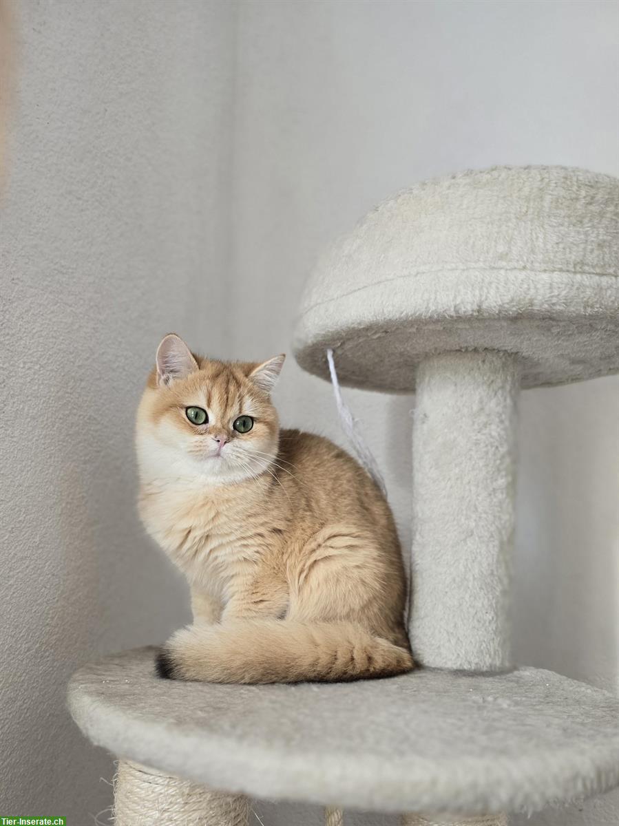 Bild 3: Reinrassige BKH Kätzchen suchen neues Zuhause