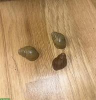 Archachatina papyracea Schnecken