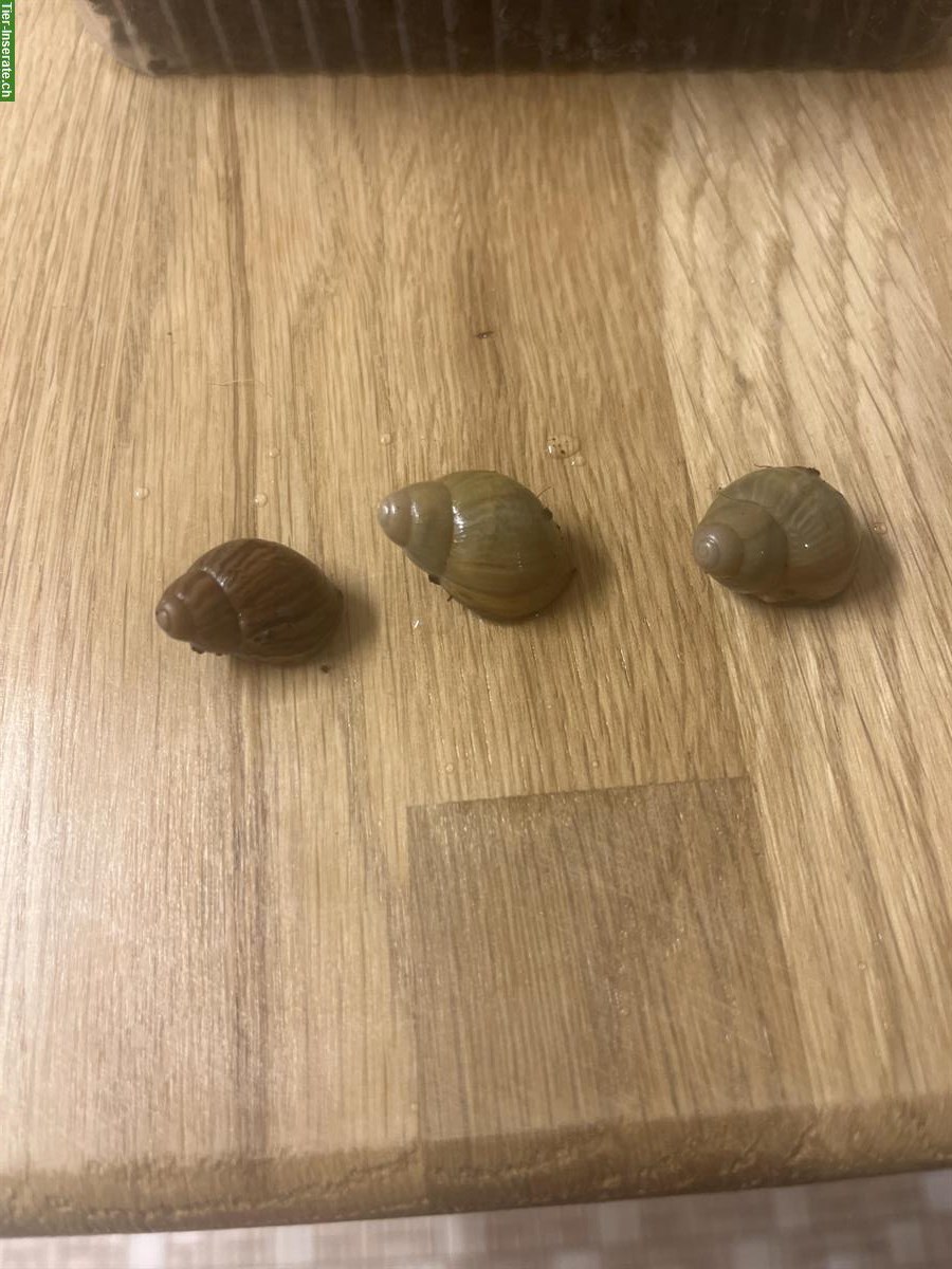 Bild 2: Archachatina papyracea Schnecken