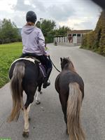 Reitbeteiligung in Löhningen für Ponystute