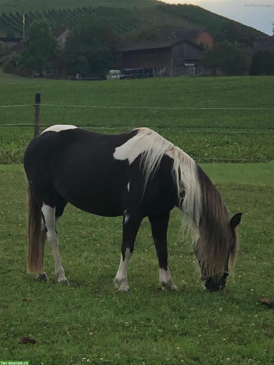 Bild 3: Reitbeteiligung in Löhningen für Ponystute