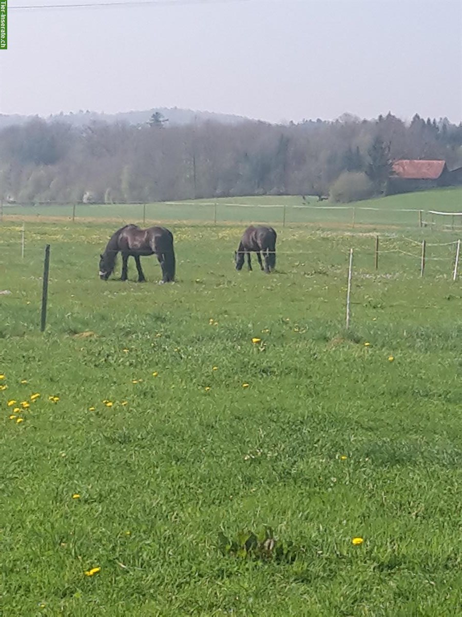 Doppelauslaufboxe frei für 1-2 Pferde in 5036 Oberentfelden AG