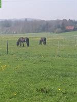 Doppelauslaufboxe frei für 1-2 Pferde in 5036 Oberentfelden AG