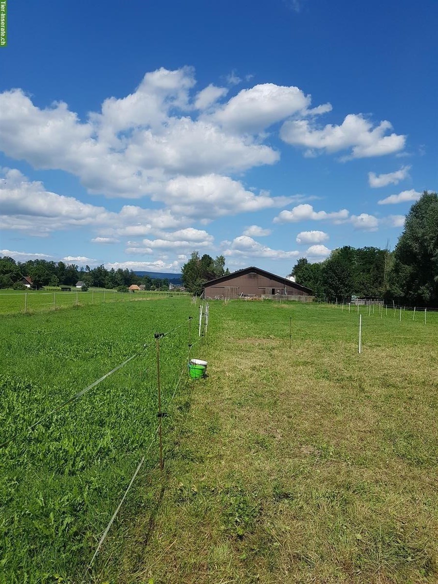 Bild 3: Doppelauslaufboxe frei für 1-2 Pferde in 5036 Oberentfelden AG