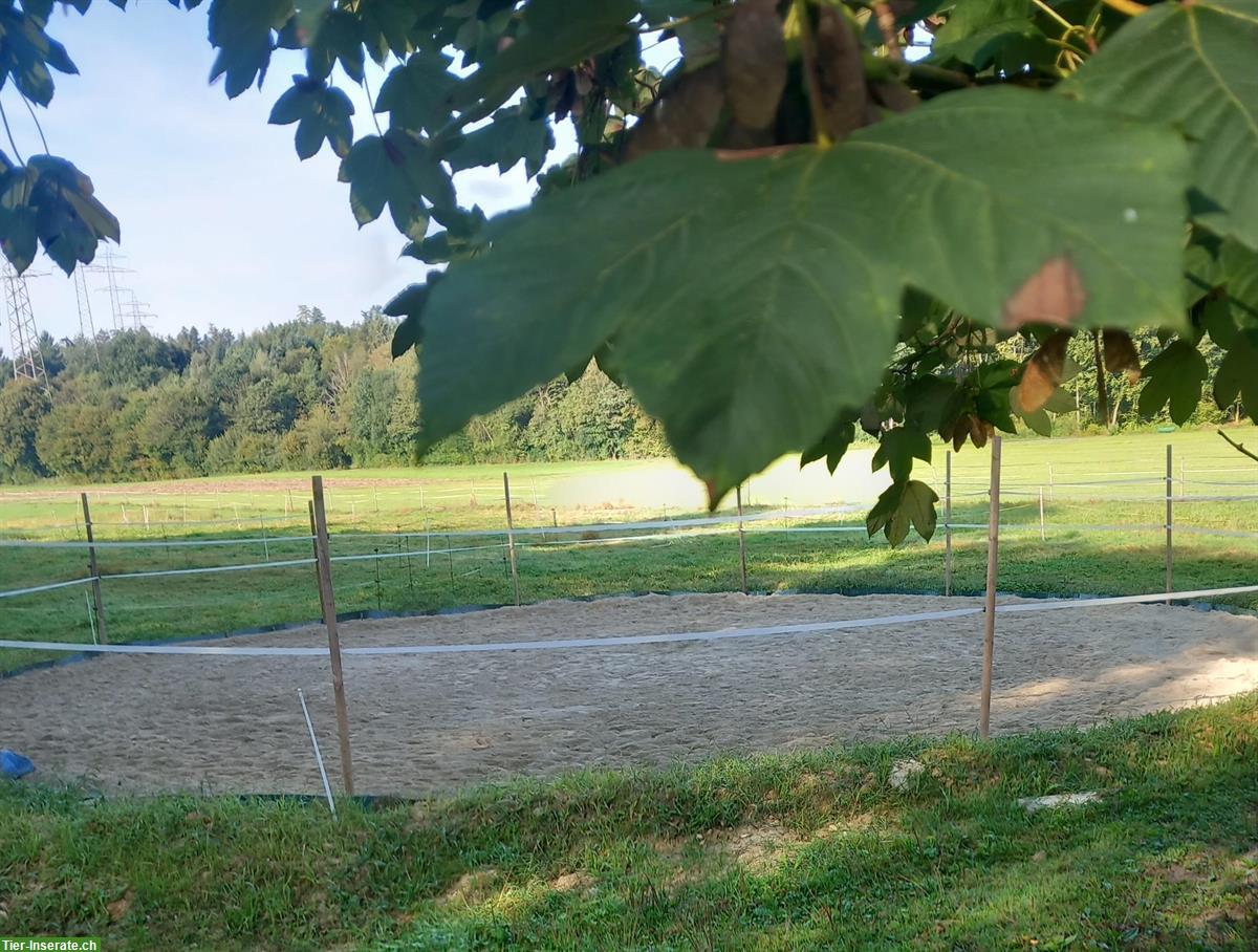 Bild 4: Doppelauslaufboxe frei für 1-2 Pferde in 5036 Oberentfelden AG