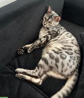 Bengalkater (kastriert) sucht liebevolles Zuhause