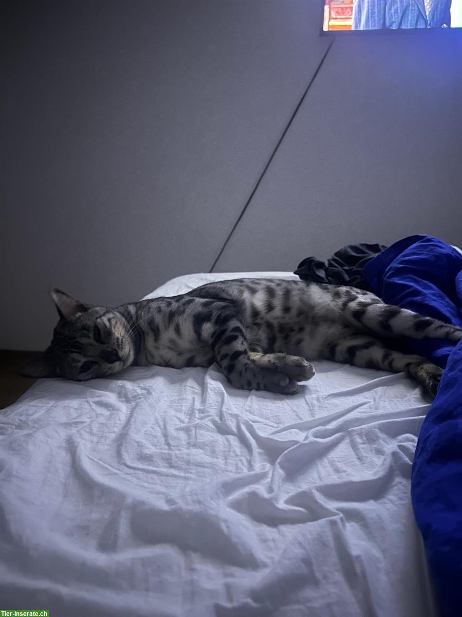 Bild 2: Bengalkater (kastriert) sucht liebevolles Zuhause