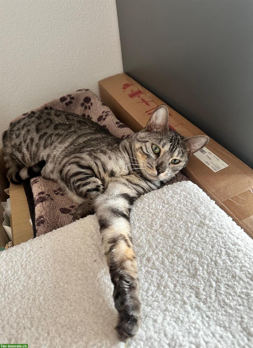 Bild 3: Bengalkater (kastriert) sucht liebevolles Zuhause