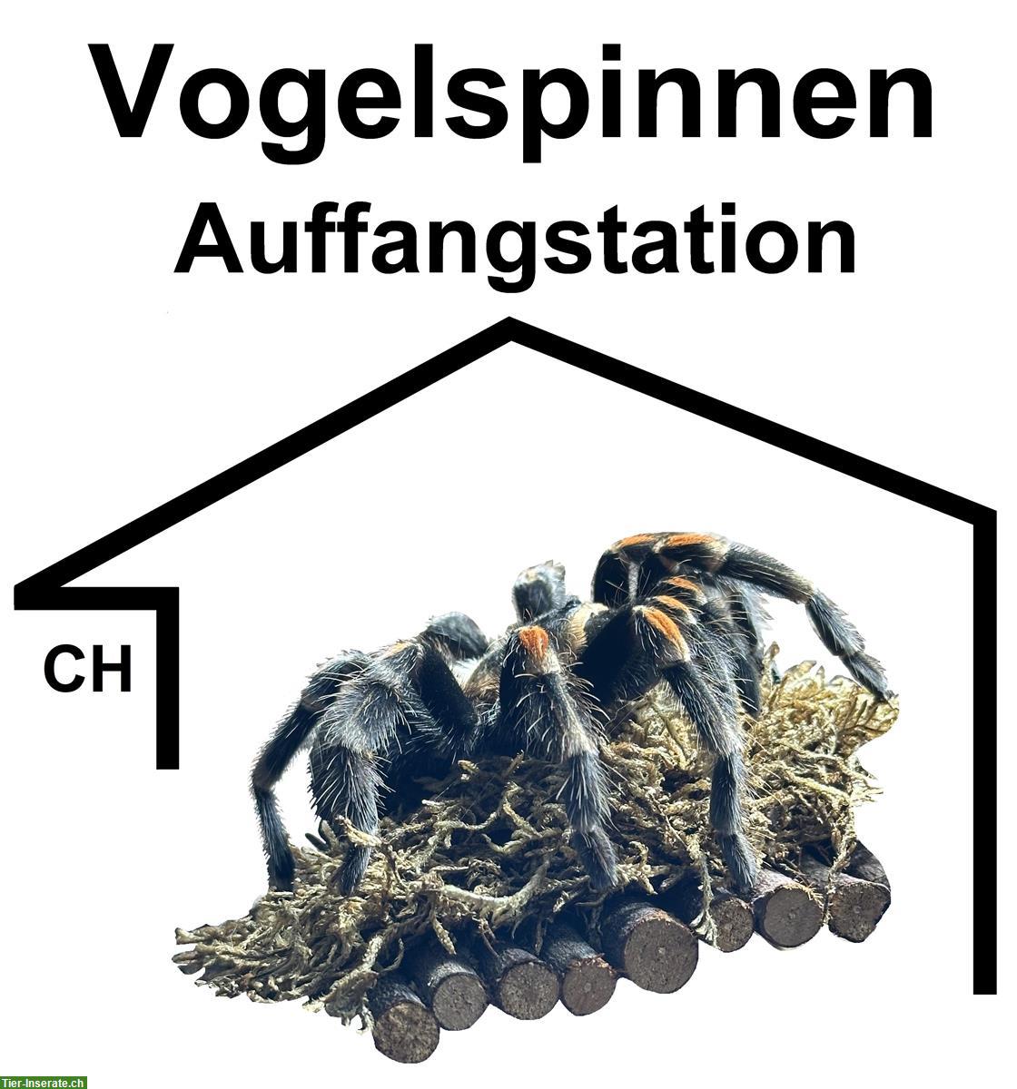 Vogelspinnen Auffangstation/Gnadenhof | Schweiz
