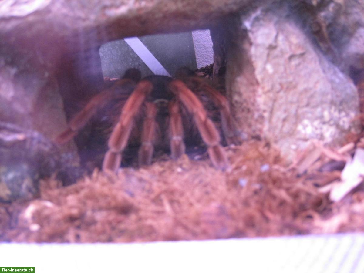 Bild 2: Auffangstation für Vogelspinnen - Aufnahme & Pflege (CH)