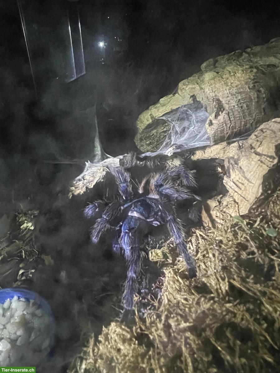 Bild 3: Auffangstation für Vogelspinnen - Aufnahme & Pflege (CH)