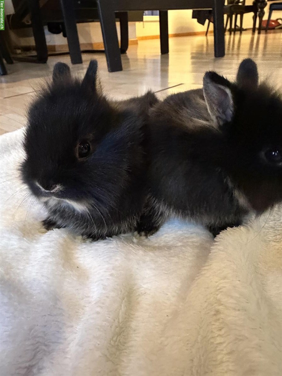 Zwergkaninchen männlich, 5 Wochen alt