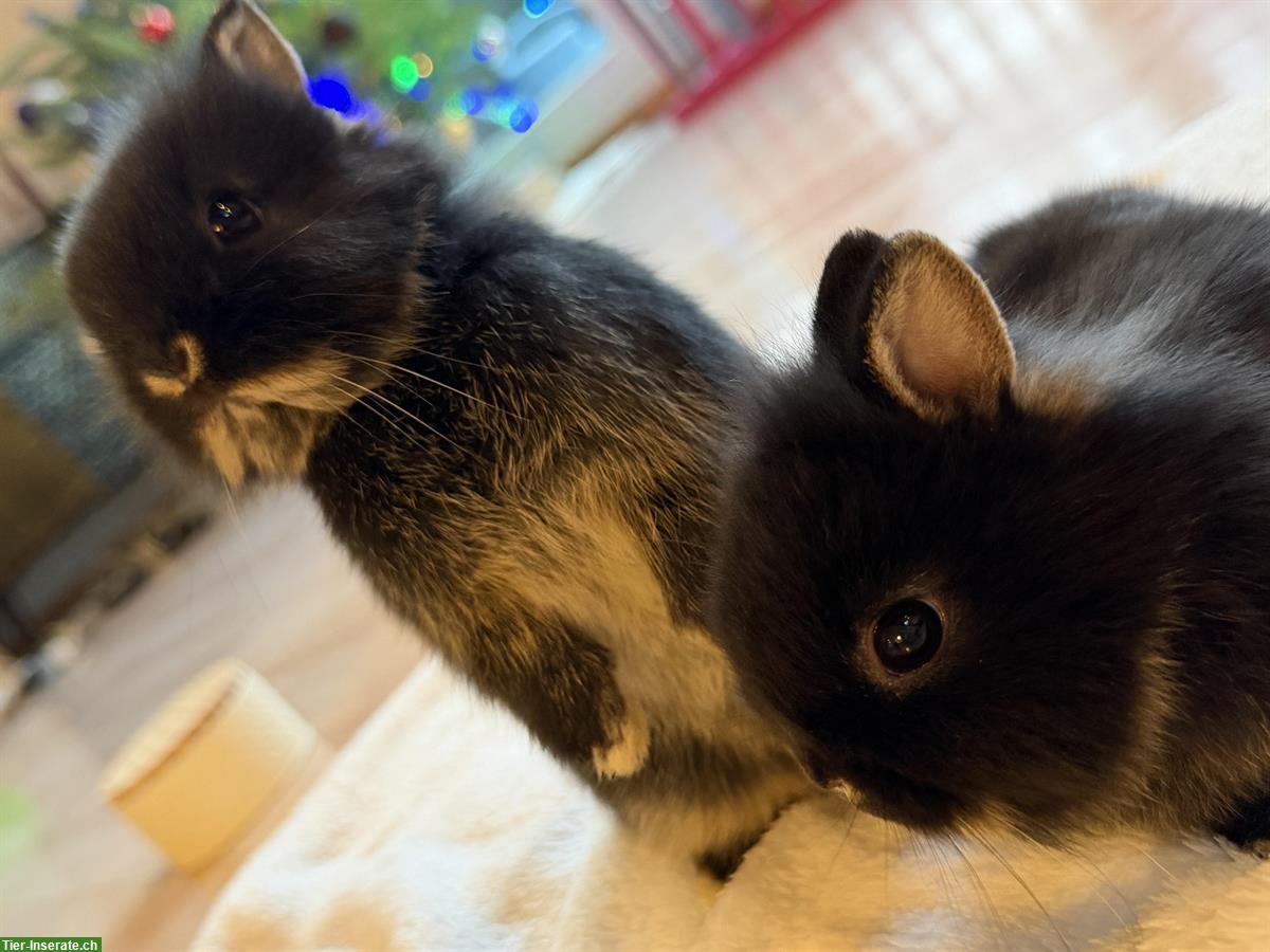 Bild 2: Zwergkaninchen männlich, 5 Wochen alt