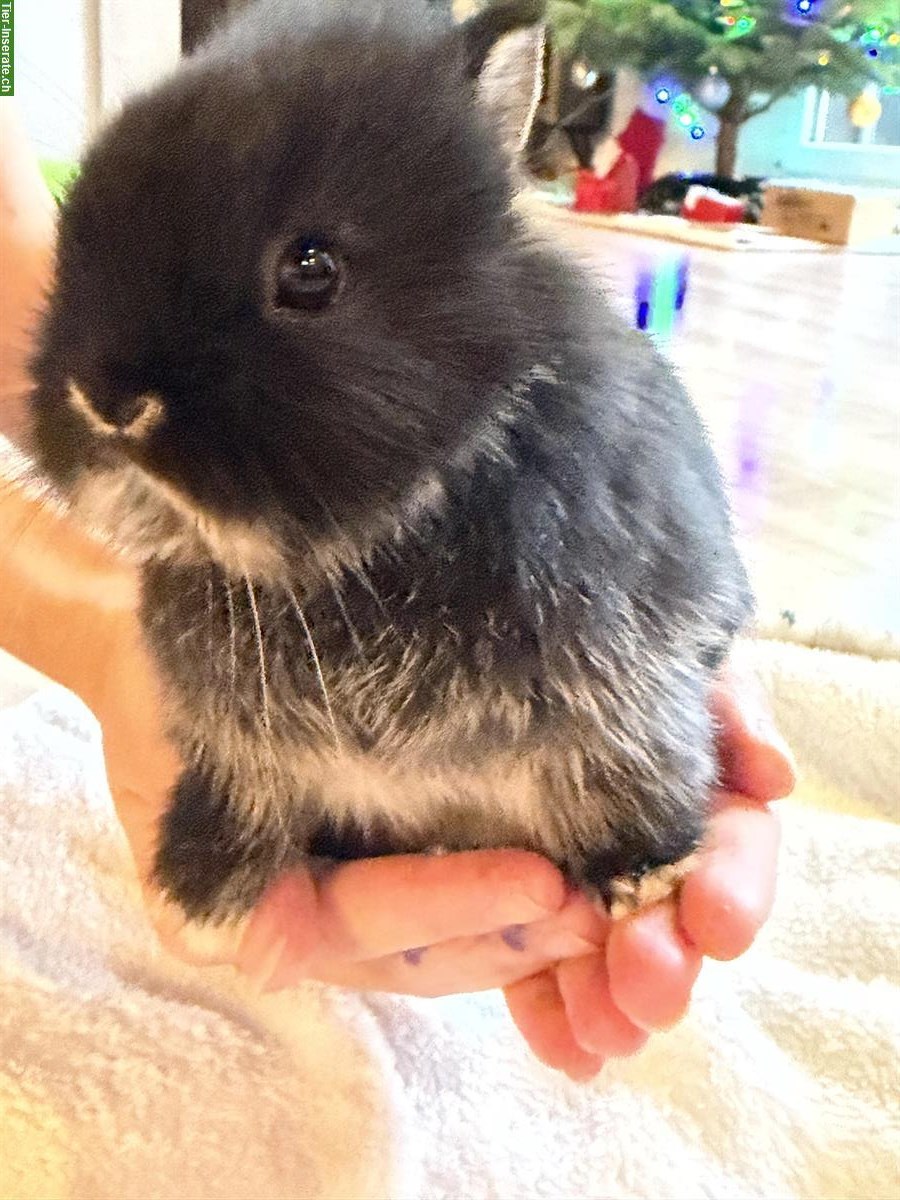 Bild 3: Zwergkaninchen männlich, 5 Wochen alt