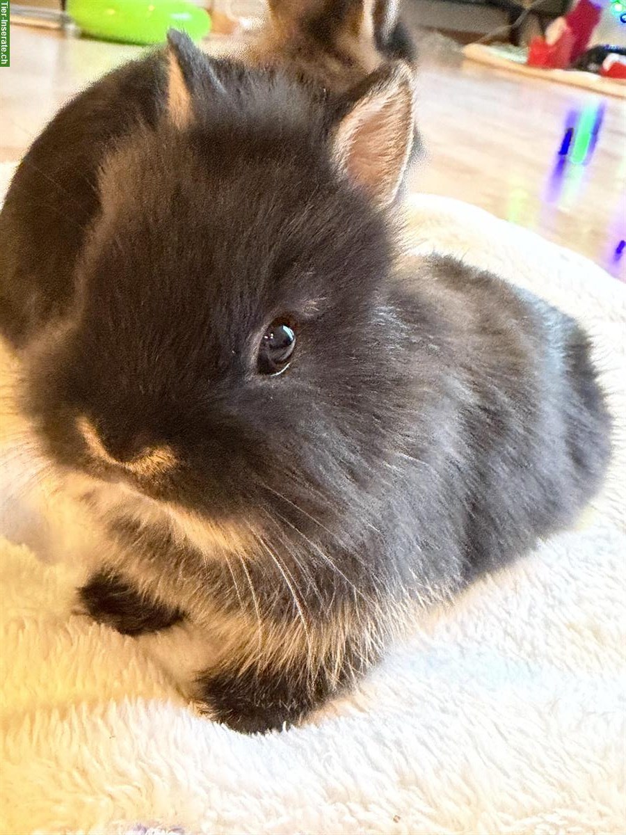 Bild 4: Zwergkaninchen männlich, 5 Wochen alt