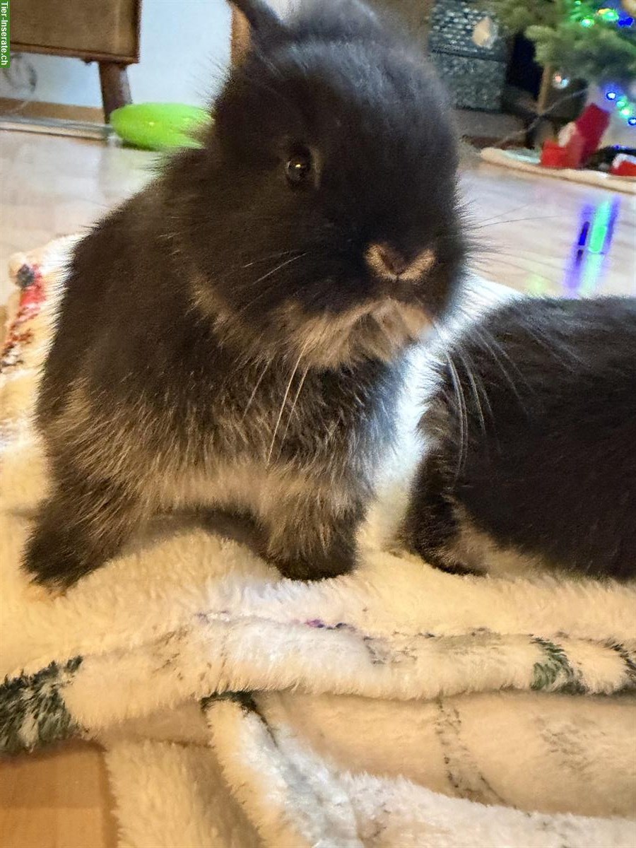 Bild 5: Zwergkaninchen männlich, 5 Wochen alt