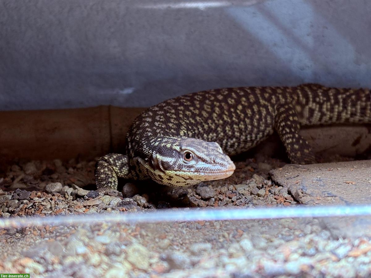 Stachelschwanzwaran Weibchen (Varanus acanthurus) zu verkaufen