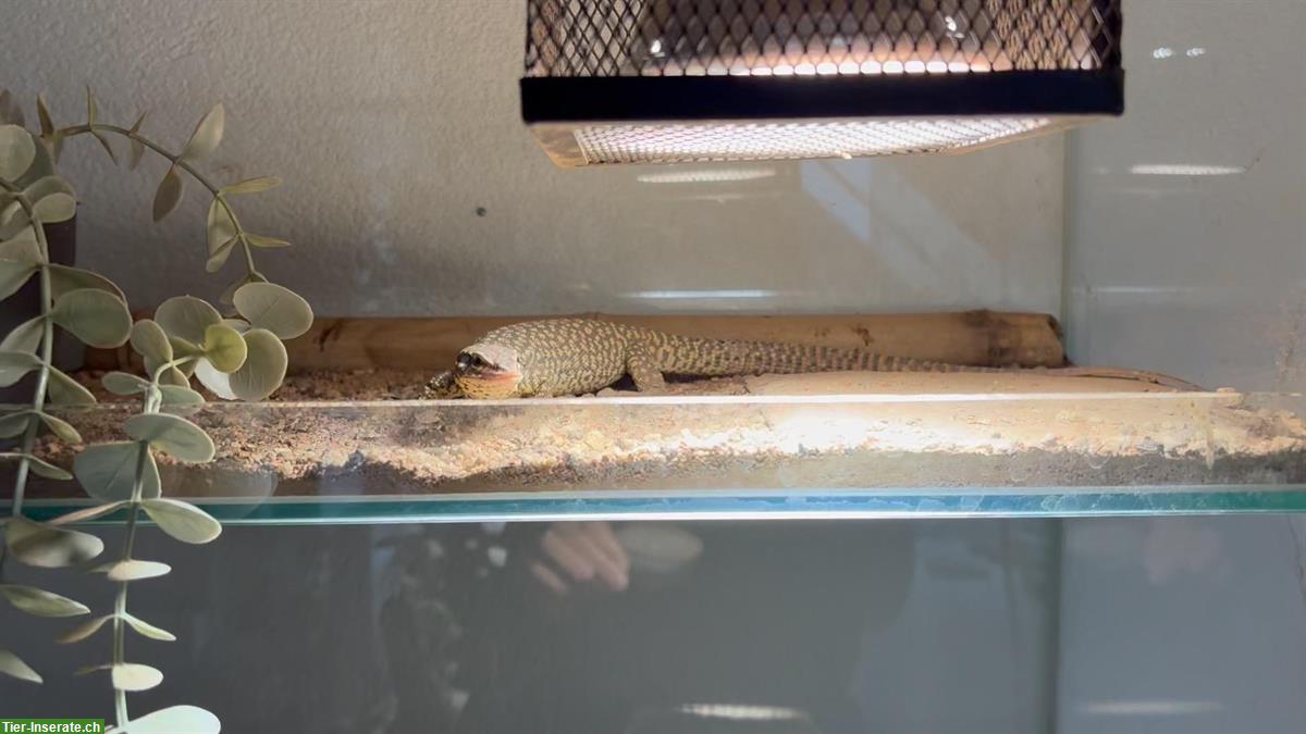 Bild 2: Stachelschwanzwaran Weibchen (Varanus acanthurus) zu verkaufen