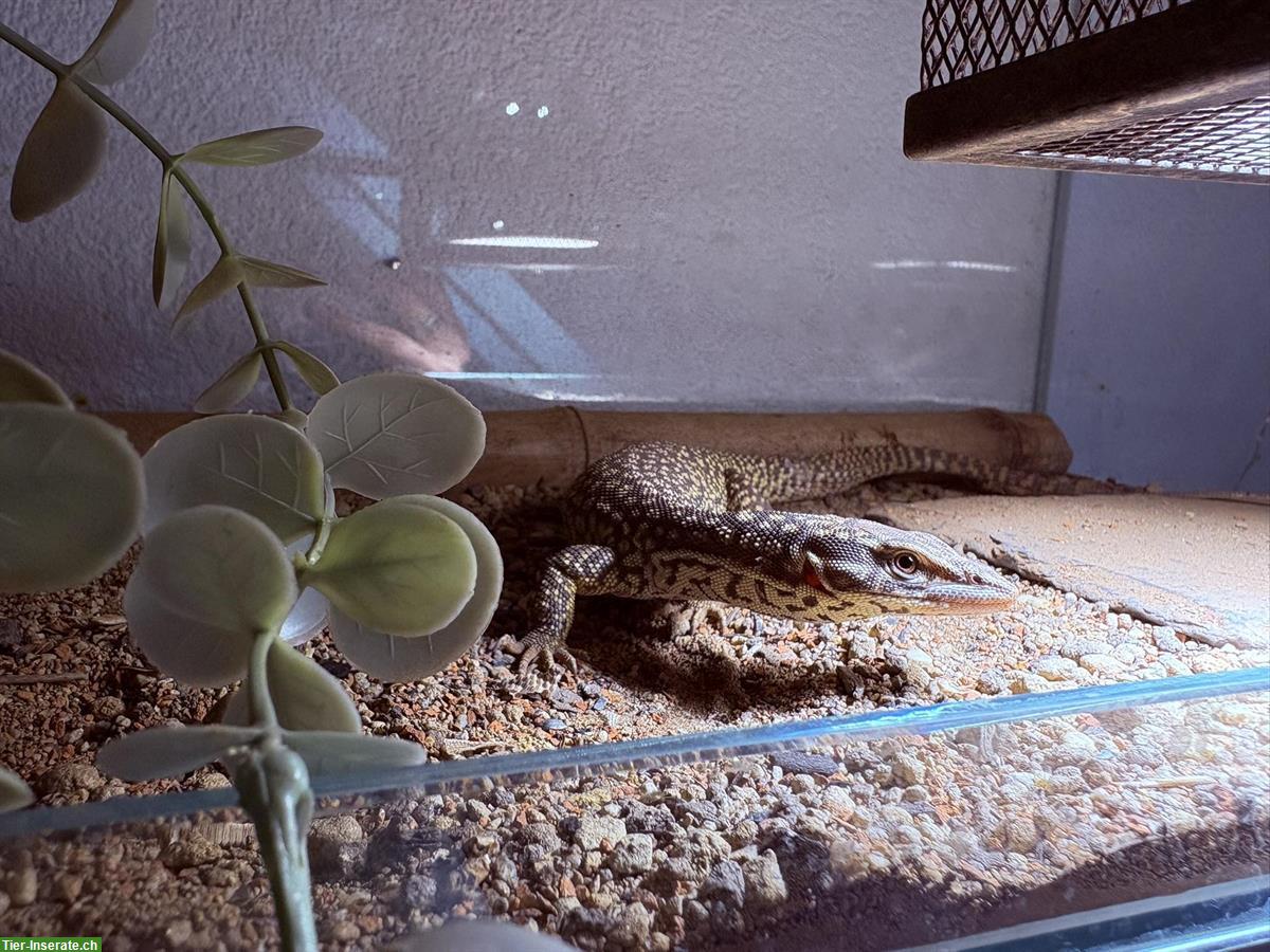 Bild 3: Stachelschwanzwaran Weibchen (Varanus acanthurus) zu verkaufen