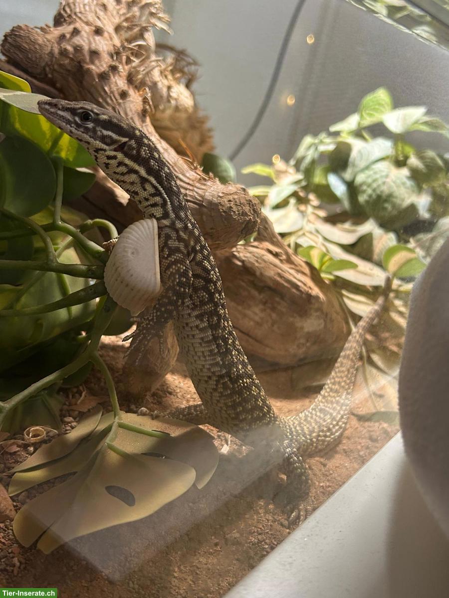 Bild 4: Stachelschwanzwaran (Varanus acanthurus) zu verkaufen