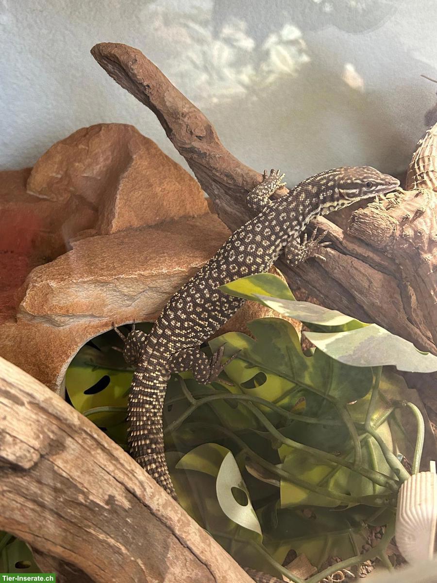 Bild 5: Stachelschwanzwaran (Varanus acanthurus) zu verkaufen