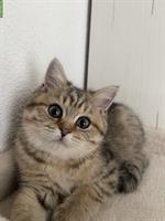 BKH Kitten golden tabby, männlich, sucht liebes Zuhause