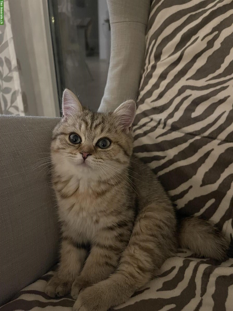 Bild 2: BKH Kitten golden tabby, männlich, sucht liebes Zuhause