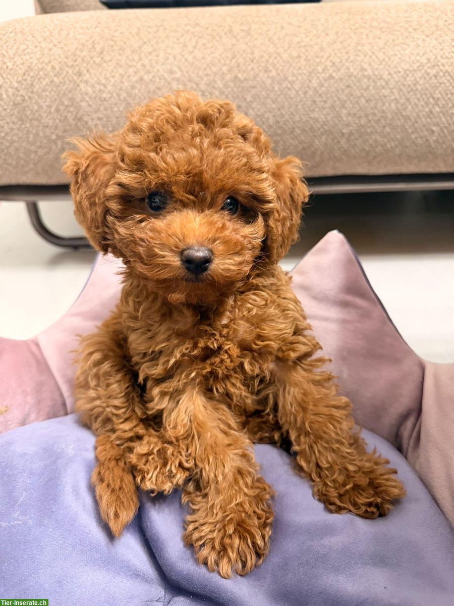 Mini-Toy Pudel Welpe (Hündin)