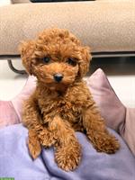 Mini-Toy Pudel Welpe (Hündin)