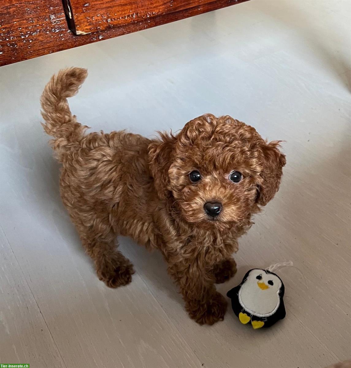 Bild 2: Mini-Toy Pudel Welpe (Hündin)