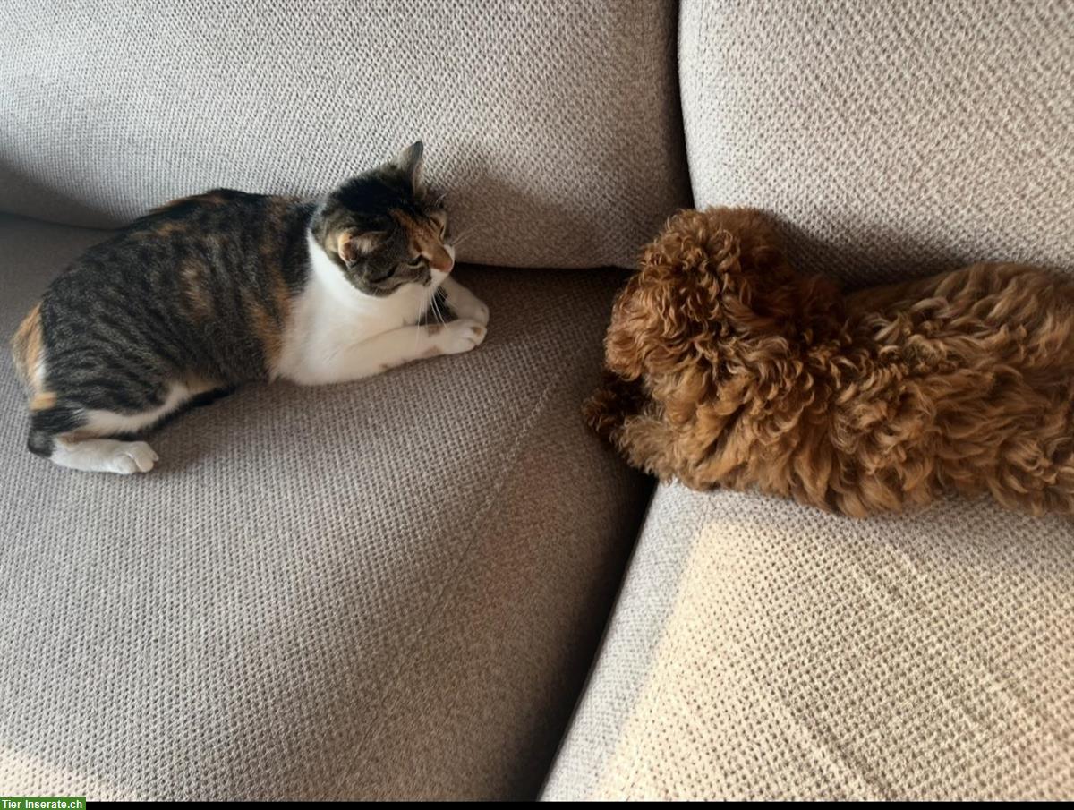 Bild 3: Mini-Toy Pudel Welpe (Hündin)