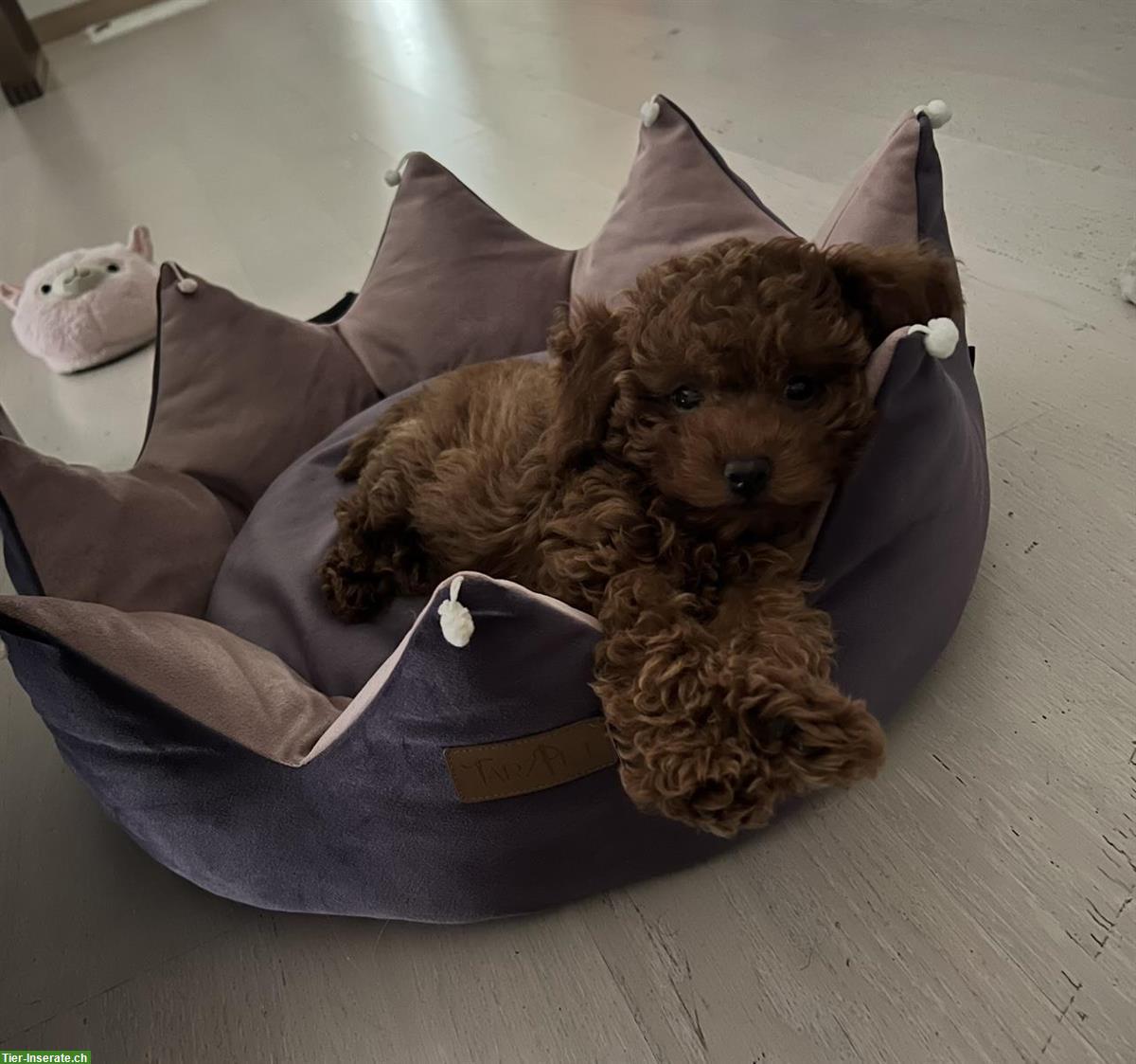 Bild 4: Mini-Toy Pudel Welpe (Hündin)