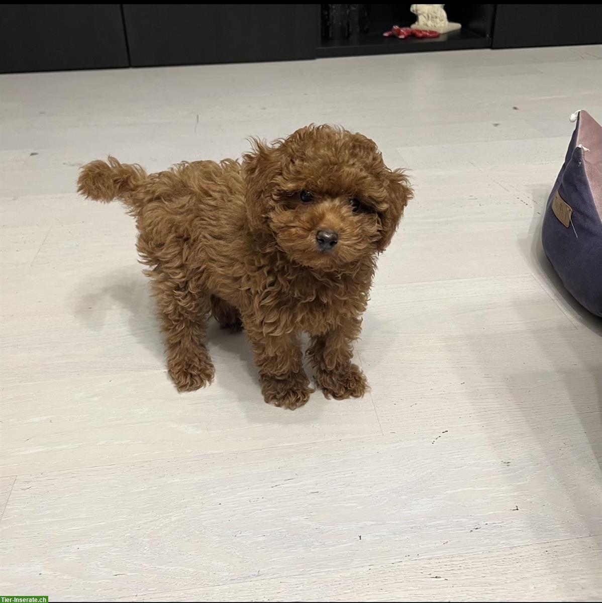 Bild 5: Mini-Toy Pudel Welpe (Hündin)