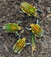 Rosenkäferlarven (Mecynorrhina polyphemus confluens) zu verkaufen