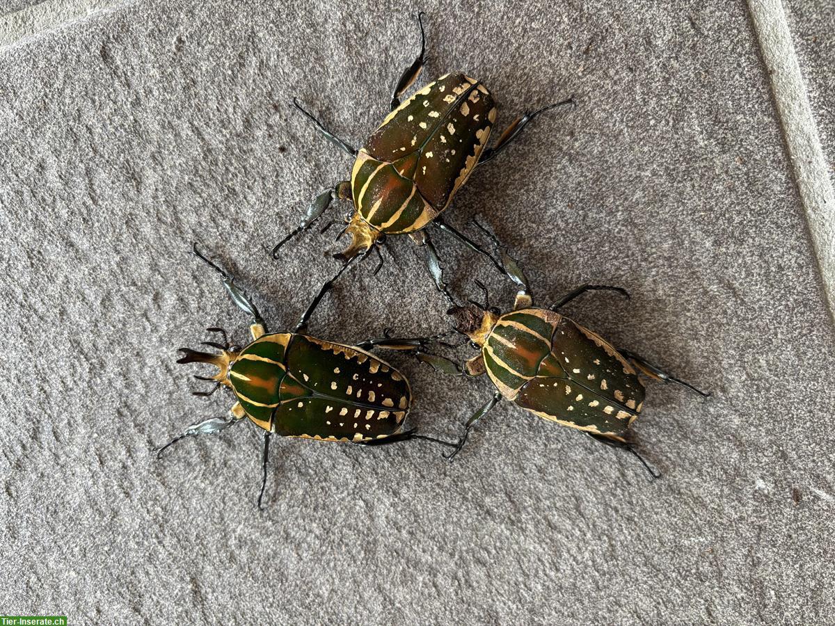Bild 2: Rosenkäferlarven (Mecynorrhina polyphemus confluens) zu verkaufen