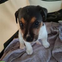 Jack Russell Terrier Welpen tricolor zu verkaufen