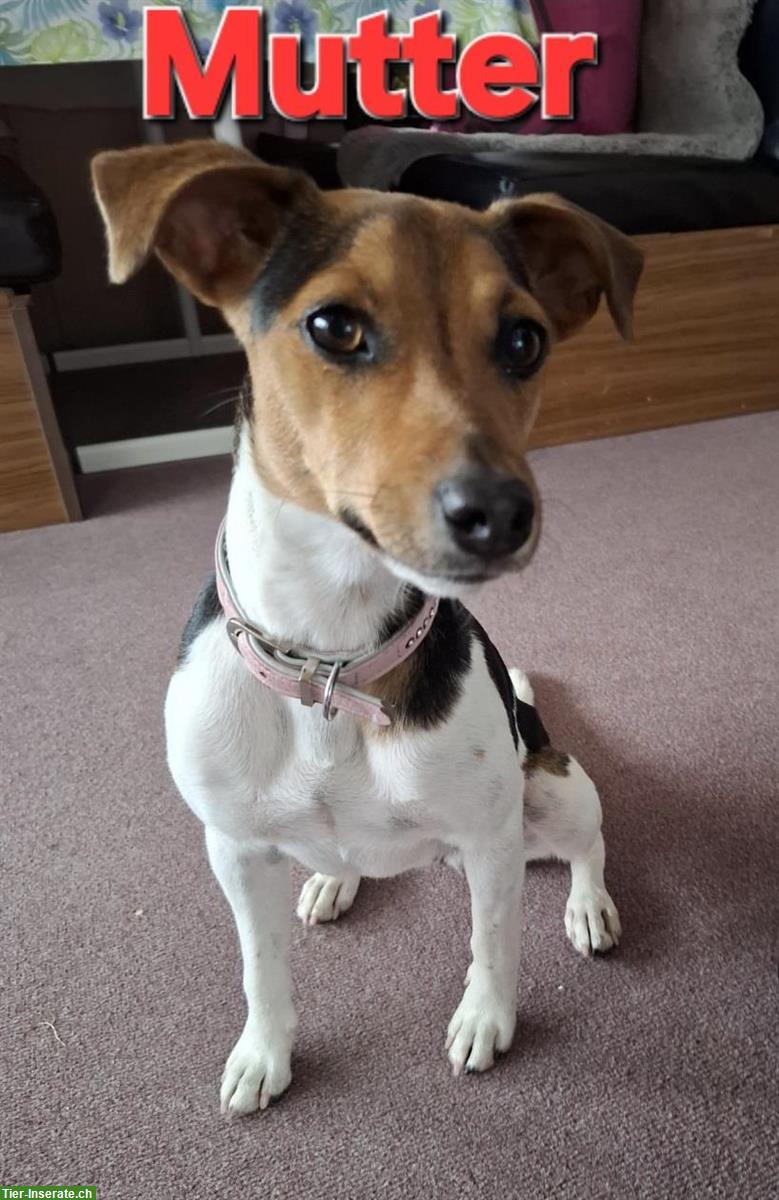 Bild 2: Jack Russell Terrier Welpen tricolor zu verkaufen
