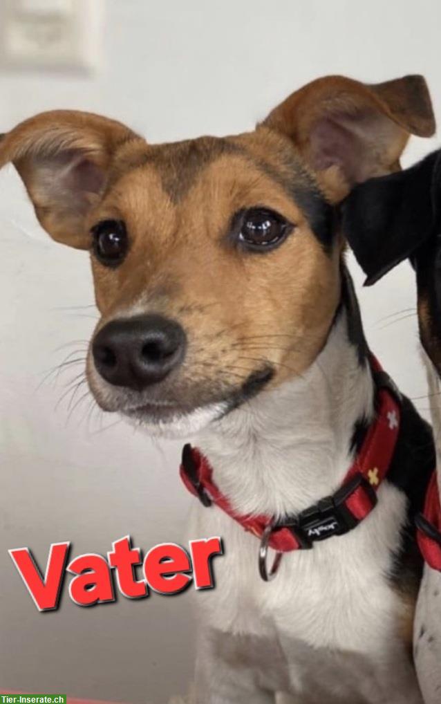 Bild 3: Jack Russell Terrier Welpen tricolor zu verkaufen