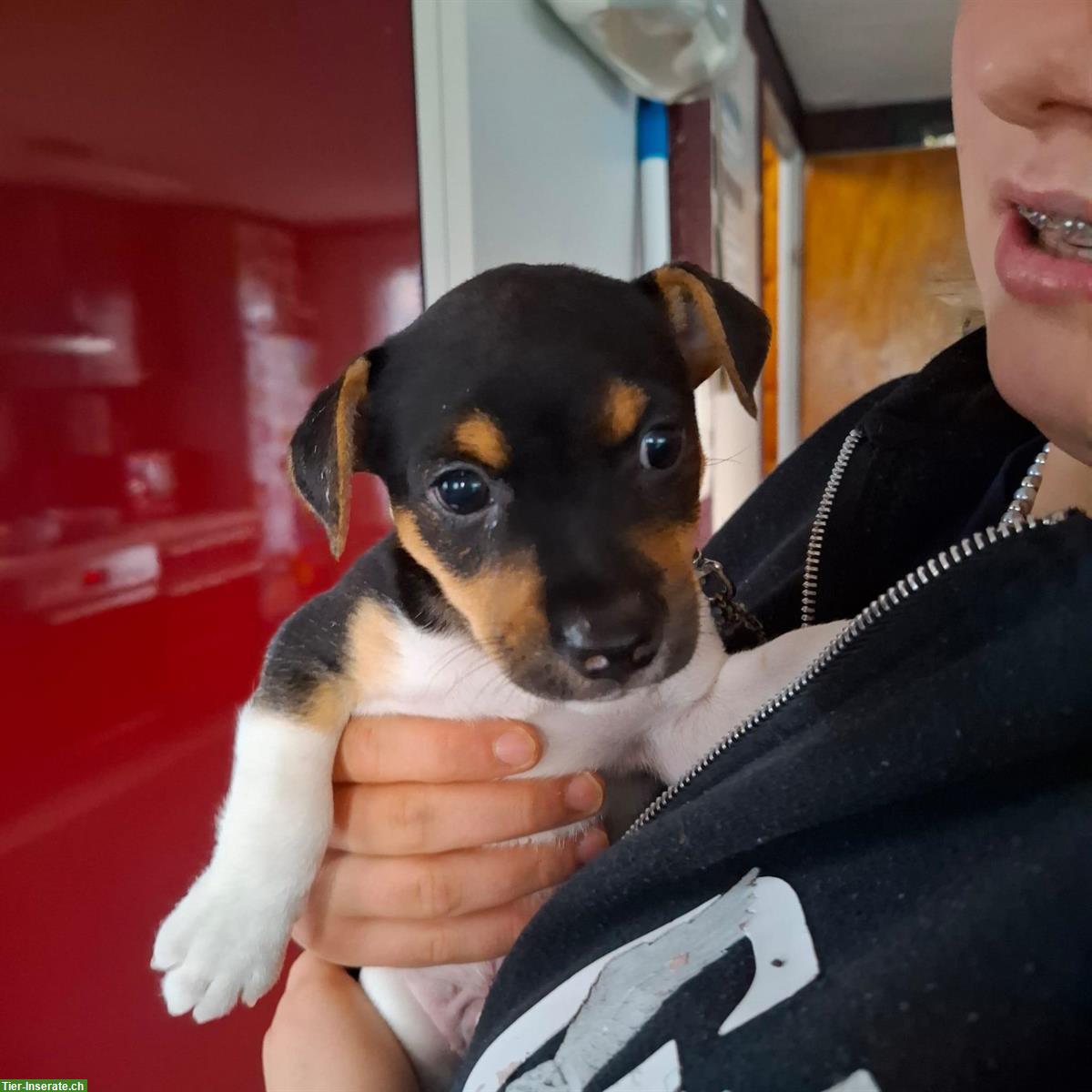 Bild 4: Jack Russell Terrier Welpen tricolor zu verkaufen