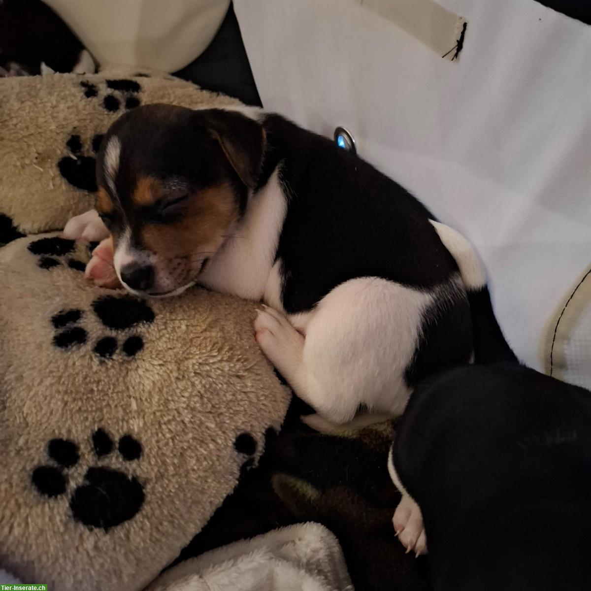 Bild 5: Jack Russell Terrier Welpen tricolor zu verkaufen