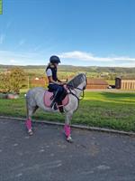 Reitbeteiligung in Hitzkirch für 7-jähriges, sportliches Welsh A Pony