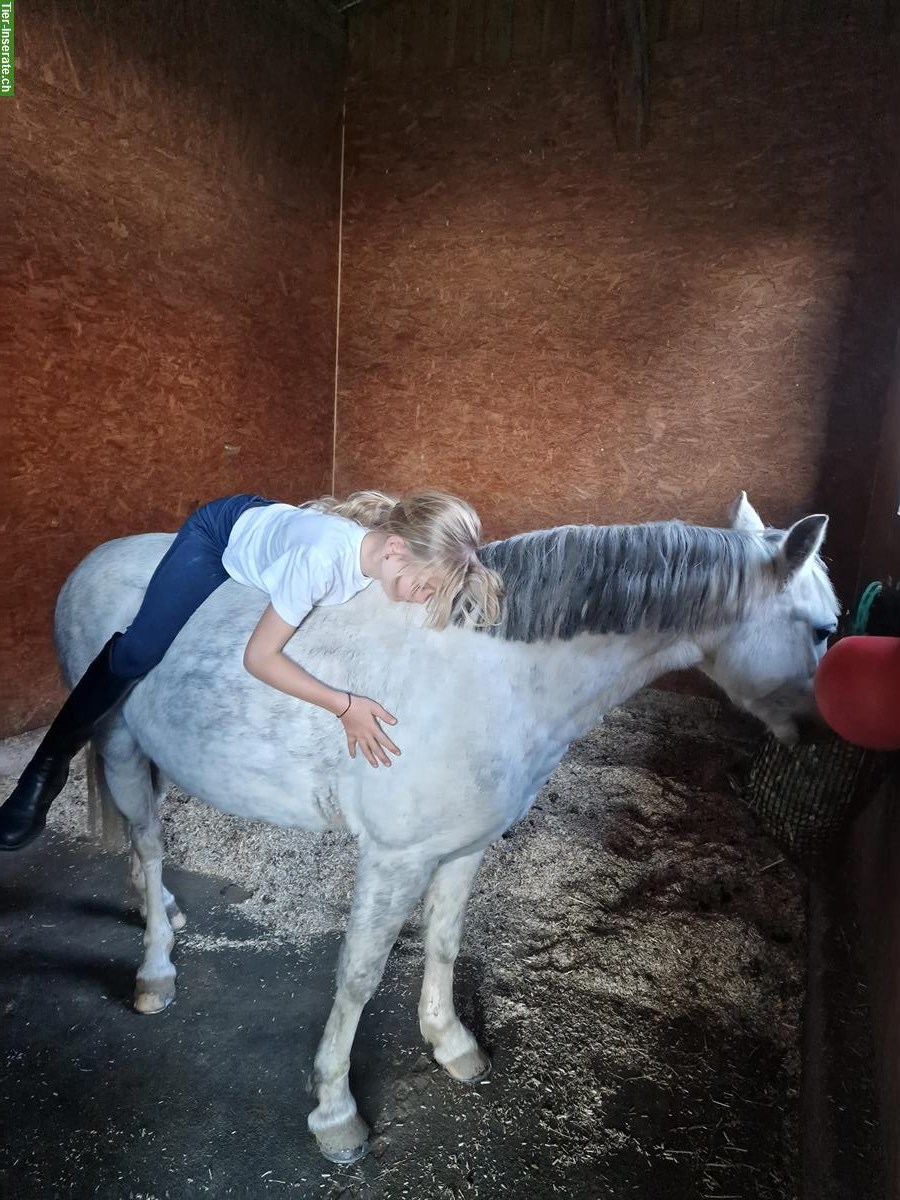 Bild 2: Reitbeteiligung in Hitzkirch für 7-jähriges, sportliches Welsh A Pony