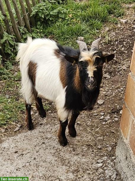2 Zwergziegenböcke, zur Zucht geeignet