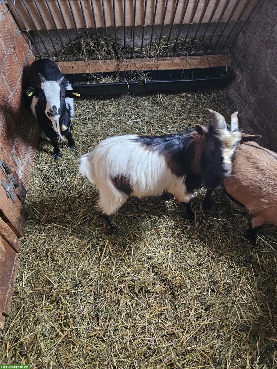 Bild 2: 2 Zwergziegenböcke, zur Zucht geeignet