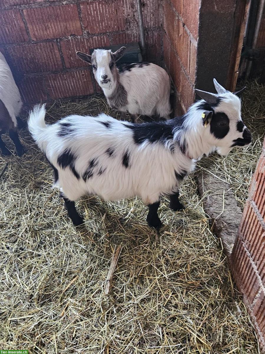 Bild 3: 2 Zwergziegenböcke, zur Zucht geeignet